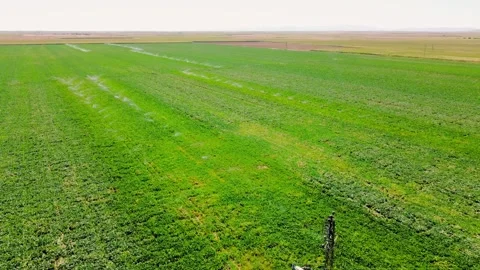Aerial view of irrigation system, water-jet rain cannons, sprinklers, on field, Видео 252642091