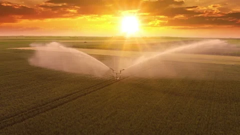 Aerial View Irrigation System Watering Wheat Field At Sunset Stock Footage