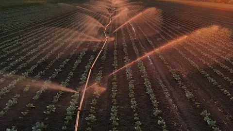 Aerial View Irrigation System Watering Cabbage Field At Sunset Stock Footage 277273953