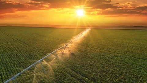 Aerial View Irrigation System Watering Sugar Beet Field At Sunset Video stock 281007384