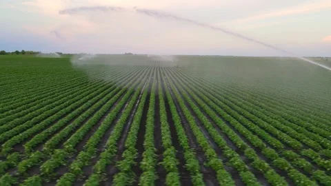 Aerial View Irrigation System Watering Soybean Field Stock Footage 342813365