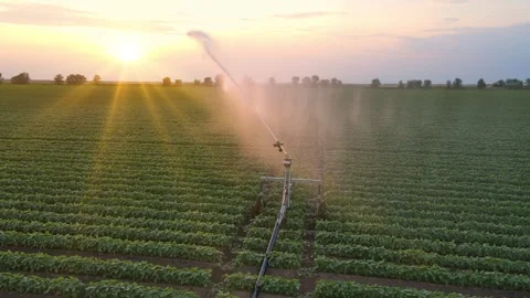 Aerial View Irrigation System Watering Soybean Field At Sunset Stock Footage 342813377