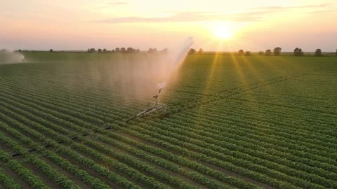 Aerial View Irrigation System Watering Soybean Field At Sunset Stock Footage 342813384