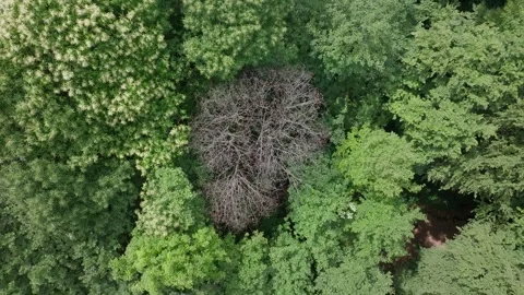 Aerial view of isolated dead tree among green forest Stock Footage 265240147