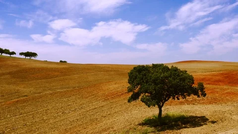 AERIAL VIEW of an isolated olive tree Video stock 129118668