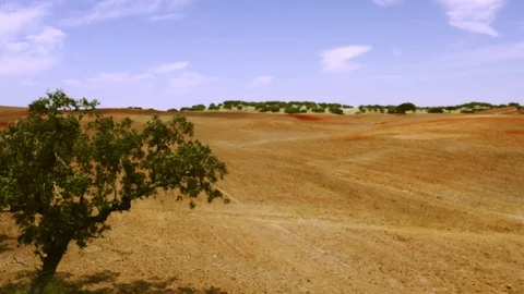 AERIAL VIEW of an isolated olive tree Video stock 129118814