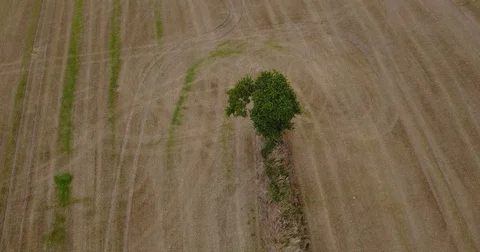 Aerial view of isolated tree on field Video stock 84881166