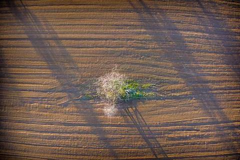Aerial view of isolated tree patch in plowed farmland Stock Photos