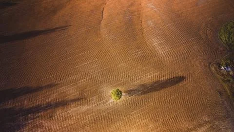 Aerial view of isolated tree on a wheat field Stock Photos