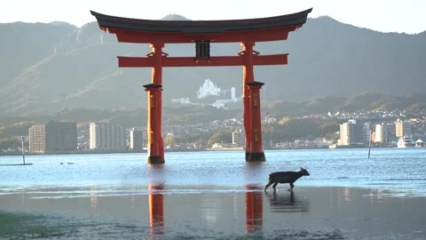 Aerial view Itsukushima Temple Miyajima Hiroshima Japan floating over the sea Stock Footage 278547053