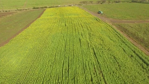 Aerial View Jib Down Sunflower Field Stock-Footage 74448886