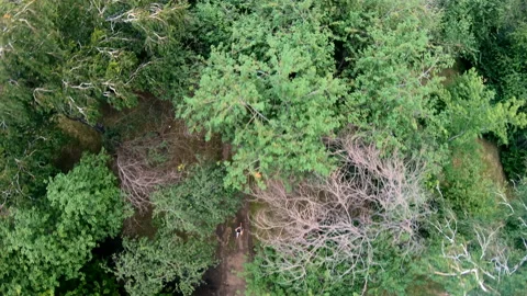 Aerial view of jogging in the park. Vertical, top-down Stock Footage 101341968