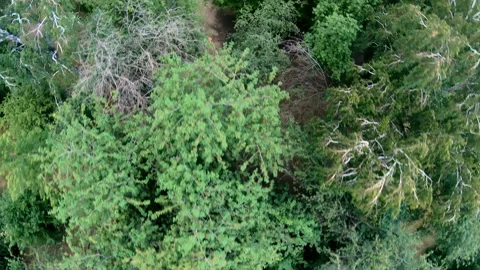 Aerial view of jogging in the park. Vertical, top-down Stock Footage 101342253