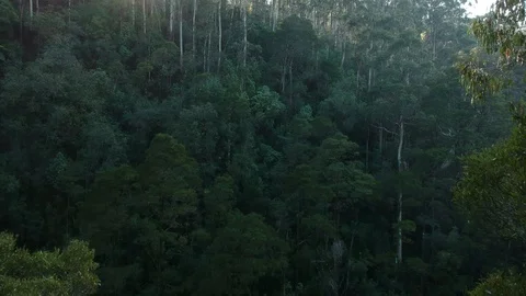 Aerial view of a jungle Stock Footage 103364541
