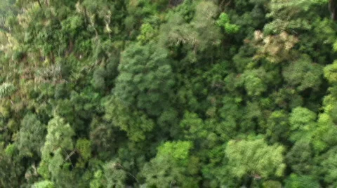 Aerial view of jungle mountain side Stock Footage