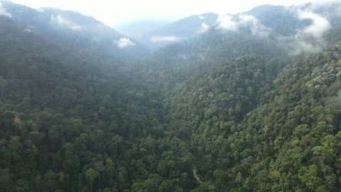 Aerial view of jungle, river and hills in Raub, Pahang Stock Footage 194707237