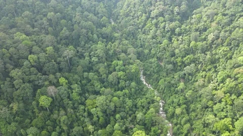 Aerial view of jungle, river and hills in Raub, Pahang Stock Footage 194746751