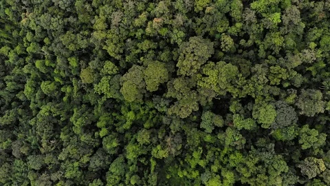 Aerial View Of Jungle Trees Stock Footage 120551340