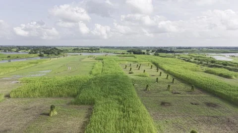 Aerial View of Jute Fields with Harvested Bundles and River in Bangladesh Stock-Footage 345966148