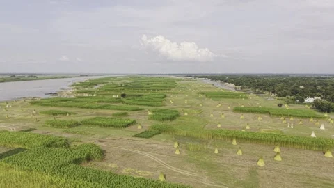 Aerial View of Jute Fields on a Padma River Char in Kushtia, Bangladesh Video stock 342900189