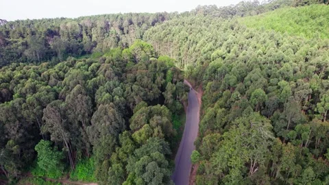 Aerial view of katunga forest and winding road, Kenya. Stock Footage 284818881