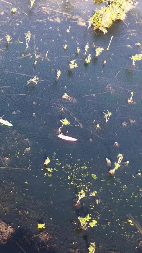 Aerial View of Kayaking Through Klong Root Mangrove Forest in Krabi 库存影片 328493022