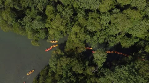 Aerial View of Kayaking Through the Mangroves, Paraty, Brazi Stock Footage 337598403