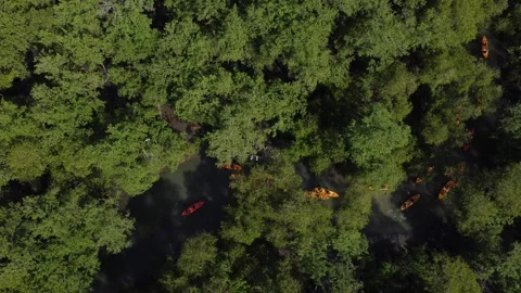 Aerial View of Kayaking Through the Mangroves, Paraty, Brazi Stock Footage 337598511