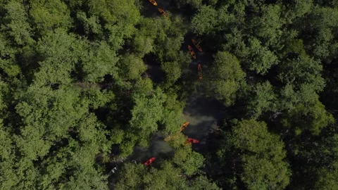 Aerial View of Kayaking Through the Mangroves of Saco, Paraty, Brazi Stock Footage 337598582