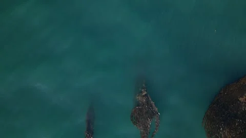 Aerial View of Kelp Floating in Blue Ocean Near the Coast Vidéo 318624951