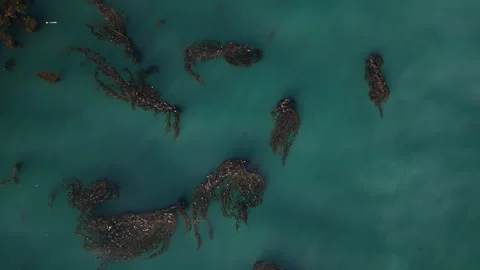 Aerial View of Kelp Floating in Blue Ocean Near the Coast Video stock 318624963