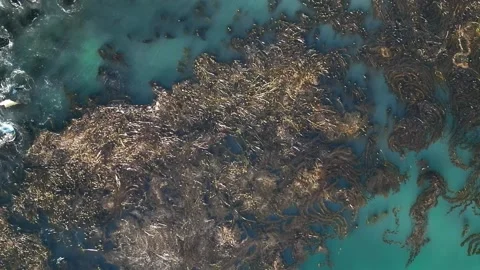 Aerial View of Kelp Floating in Blue Ocean Near the Coast Video stock 318624968