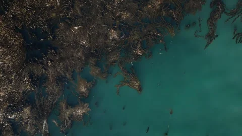 Aerial View of Kelp Floating in Blue Ocean Near the Coast Video stock 318624972