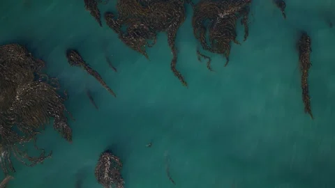 Aerial View of Kelp Floating in Blue Ocean Near the Coast Video stock 318624973