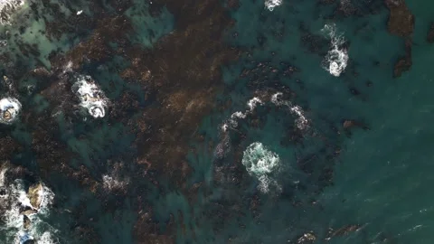 Aerial View of Kelp Floating in Blue Ocean Near the Coast Video stock 318624985