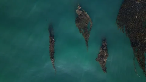 Aerial View of Kelp Floating in Blue Ocean Near the Coast Video stock 318625013