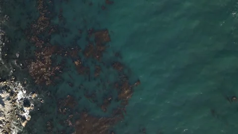 Aerial View of Kelp Floating in Blue Ocean Near the Coast Video stock 318625014