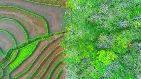 Aerial view of Kemumu rice fields in Arma Jaya, Indonesia. Stock Footage 340005281
