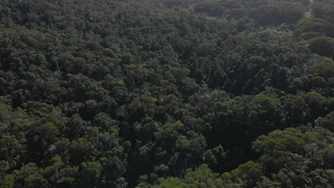 Aerial view of Kuranda rainforest canopy, Australia. Stock Footage 341422146