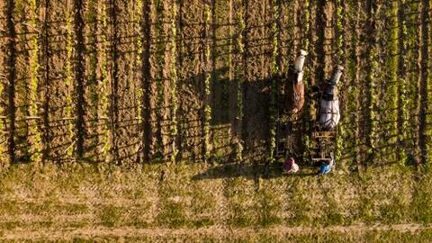 Aerial view, Labour Vineyard with a draft horse, Saint-Emilion-France 스톡 사진