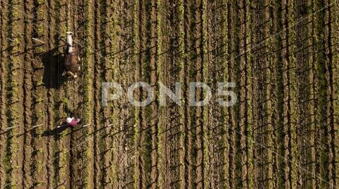 Aerial view, Labour Vineyard with a draft horse, Saint-Emilion-France Stock Photos