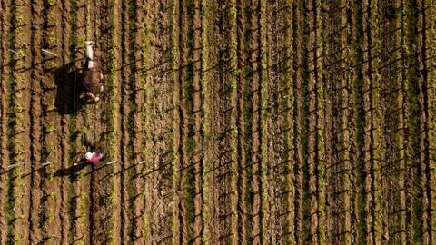 Aerial view, Labour Vineyard with a draft horse, Saint-Emilion-France Stock Photos