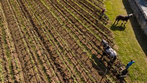 Aerial view, Labour Vineyard with a draft horse, Saint-Emilion-France Foto stock