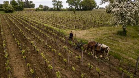 Aerial view Labour Vineyard with a draft horse, Saint-Emilion-France Foto stock