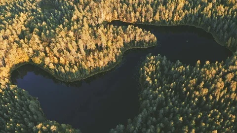 Aerial view lake and coniferous forest landscape in Finland Stock Footage 123768877
