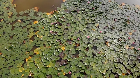 Aerial View Lake Video stock 115955786
