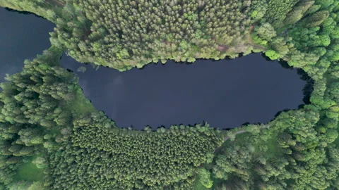 Aerial View of a Lake Surrounded by Forest in Summer Video stock 277799050