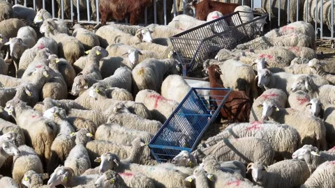 Aerial view of lambs, rams and goats in the paddock with drone Stock Footage 265135236