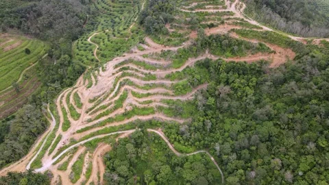 Aerial view land clearing activity is carry out Stock Footage 170938898