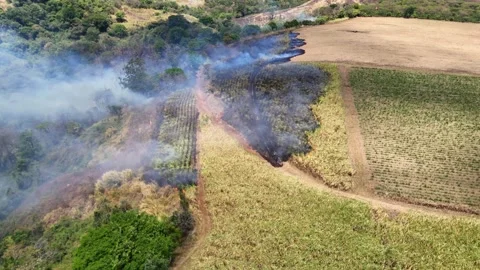 Aerial View of Landscape Affected by Fire Stock Footage 307083120